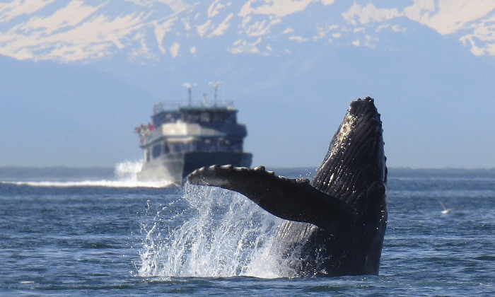 Dove avvistare le balene in Norvegia: scopriamo quali sono i siti migliori per ammirarle Forexchange