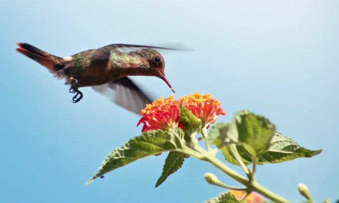 In viaggio a Trinidad e Tobago: cosa fare nel paradiso della biodiveristà Forexchange