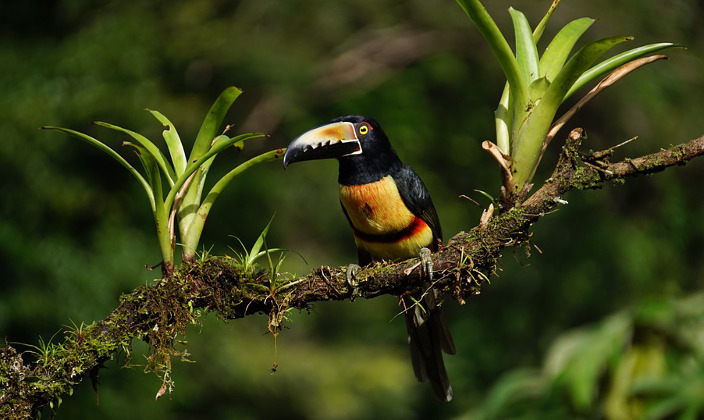 Costa Rica: 10 divertenti e singolari curiosità sul paese Forexchange