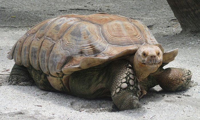 Un viaggio dal Perù e le Galapagos tra storia e natura Forexchange