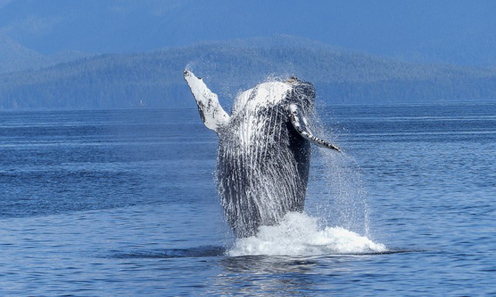 Whale Watching: le città in Islanda dove iniziano le escursioni Forexchange