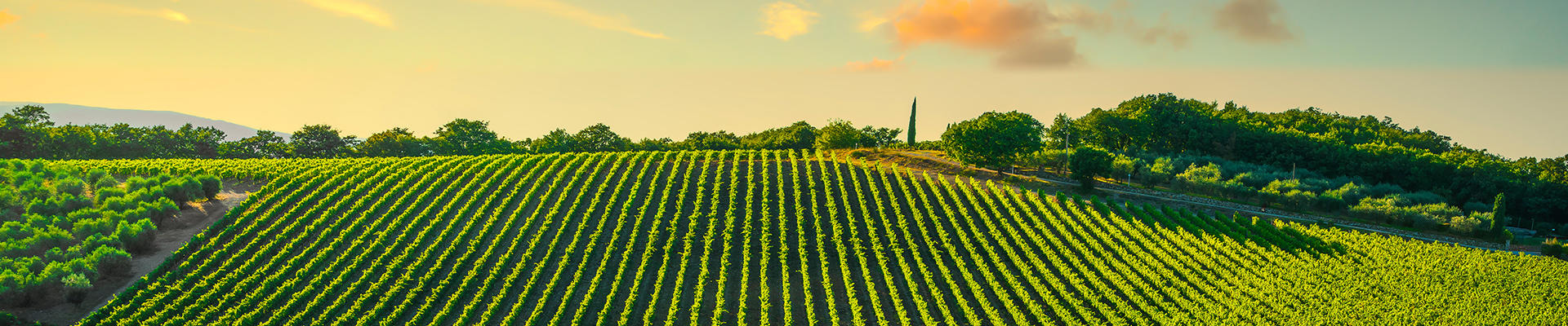 Fuga da Firenze tra i vigneti del Chianti con degustazione di vini
